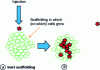 Figure 5 - Combining support and cell deposition in bioprinting