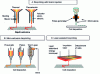 Figure 9 - Conventional bioprinting processes