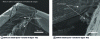 Figure 15 - SEM photos of the condition of the coated tool after drilling the 70th hole