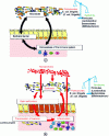 Figure 6 - Potential impact of metal oxide NPs on the relationship between the gut microbiota and the immune system. Adapted from Lamas et al. 2020, with permission*.