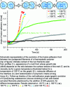 Figure 9 - Kinetics of isothermal viscous sintering of extruded filaments based on plasticized zein