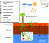 Figure 2 - Diagram of the action of phytorhizodegradation on sites and soils polluted with organic pollutants compared with their non-use. It shows the effect of the root system on: the mobility of organic pollutants in surface soil, deep soil and groundwater, illustrating a reduction in leaching under the action of phytotechnologies; and the degradation of organic pollutants by rhizosphere bacteria (adapted from [15]).