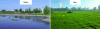 Figure 8 - Photograph of the lagoon before and after implementation of the phytomanagement strategy.