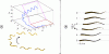 Figure 14 - (a) Turning maneuver of a continuous snake undulating laterally in 3D: head trajectory (a, top) and snapshots (a, bottom). (b) Swimming of a self-propelled fish using its caudal fin in Lighthill’s large-amplitude slender-body theory [70]. The snake and the fish are modeled as internally controlled Cosserat beams [26], [70] and simulated using the algorithm shown in Figure 13