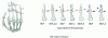 Figure 2 - Kinematics model of the human hand [12]