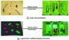 Figure 29 - Two different examples of the unsupervised robotic sorting problem [40]