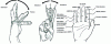 Figure 3 - The Human Hand: Movements and Related Terms