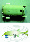 Figure 22 - On the Angels prototype module shown above, the electrodes used for electrolocation can be seen on the side of the vehicle (credit: IMT Atlantique (Nantes) – LS2N & Scuola Superiore Santa Anna – CRIM Lab). Below, the electric field created by the fish gnathonemus petersii. Field lines are disturbed by conductive and non-conductive obstacles (credit: IMT Atlantique (Nantes) – LS2N). The Angels prototype reproduces this mode of perception