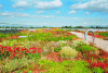 Figure 7 - Beautiful example of a green roof terrace with several varieties of flowering plants (source: Icopal-Siplast).