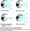 Figure 10 - Horizontal visual angles (according
to CST)