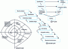 Figure 23 - Possible life cycles