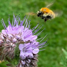 Ecological engineering